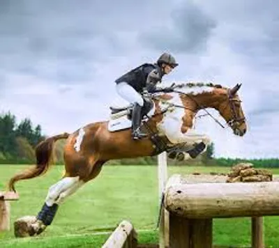 Illustration equestrian - Image 2