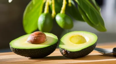 Illustration avocado