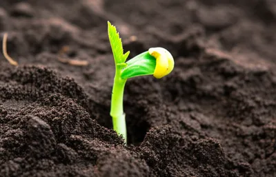 Illustration smothered - Image 1