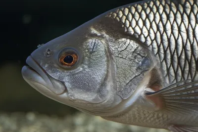 Illustration nasals - Image 1