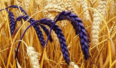 Illustration purple - Image 1