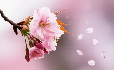 Illustration deciduous - Image 1