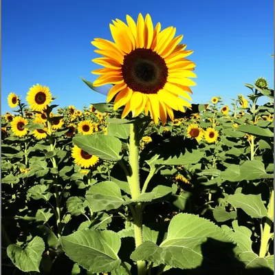 Illustration elevates - Image 1