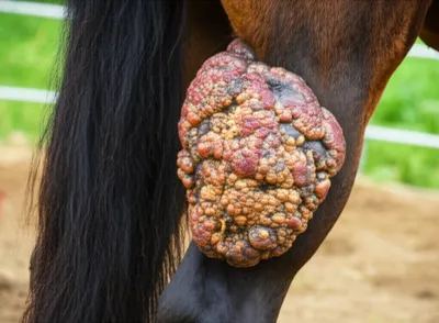 Illustration grape - Image 1