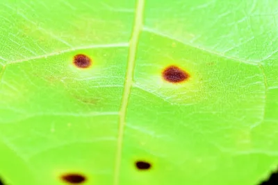 Illustration speckle