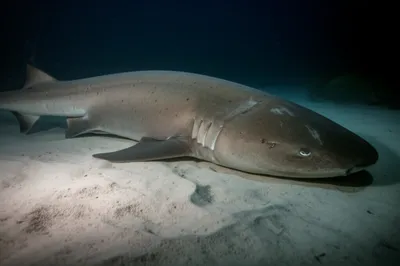 Illustration sleeper - Image 1