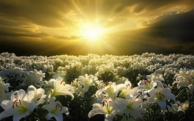 Illustration better - Image 1