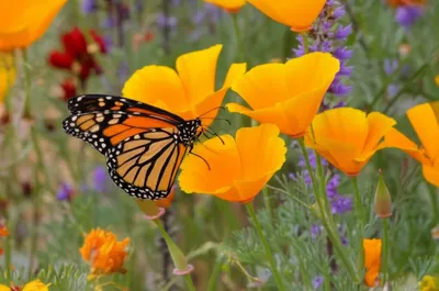 Illustration naturalised - Image 1