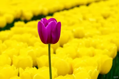 Illustration uncommon