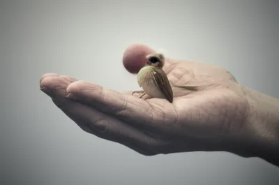 Illustration minimising