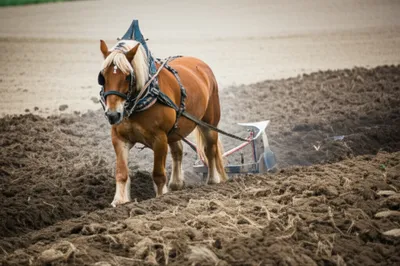 Illustration cuts - Image 1