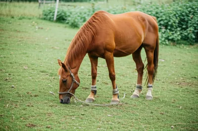 Illustration span - Image 1