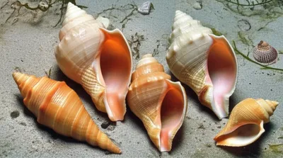 Illustration spindles - Image 1