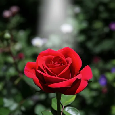 Illustration determined - Image 1