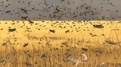 Illustration depredation