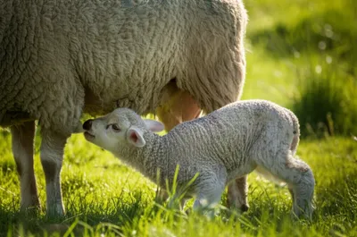 Illustration suckers