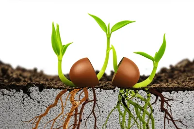 Illustration radicalize - Image 1