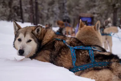 Illustration dogsleds - Image 2