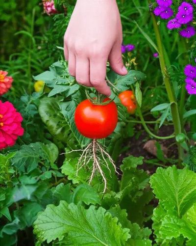 Illustration retrieving - Image 2