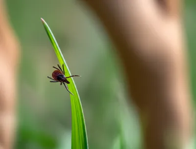 Illustration quest - Image 1