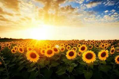 Illustration wholeheartedly