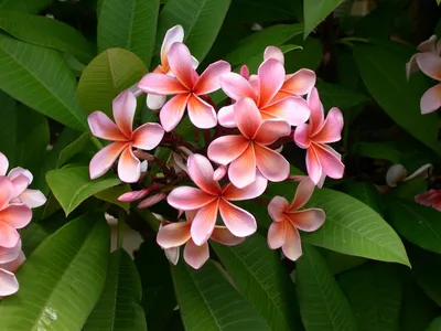 Illustration plumeria - Image 2