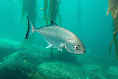 Illustration kabeljou