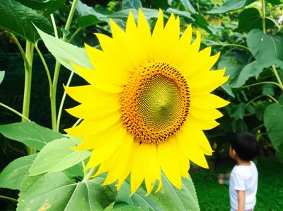 Illustration sprang - Image 1