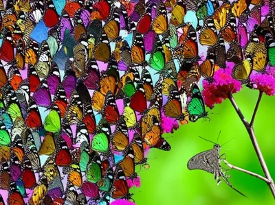 Illustration prevalent - Image 1