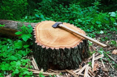 Illustration stumps - Image 1