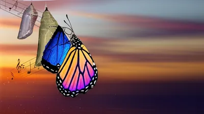 Illustration transitions - Image 1