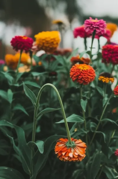 Illustration abase - Image 1