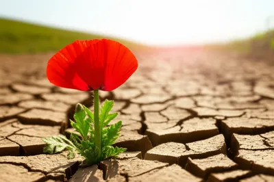 Illustration resurrected