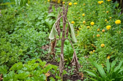 Illustration underweight - Image 1