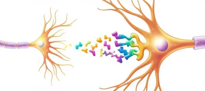 Illustration synapse