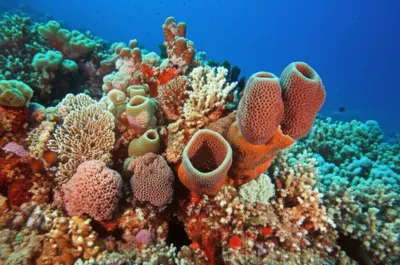 Illustration sponges