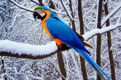 Illustration straggler - Image 1