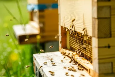 Illustration beehive - Image 1