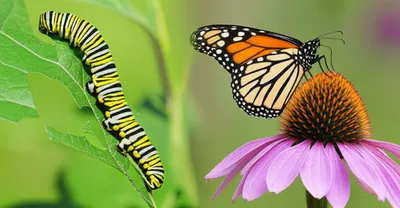 Illustration metamorphosis - Image 1