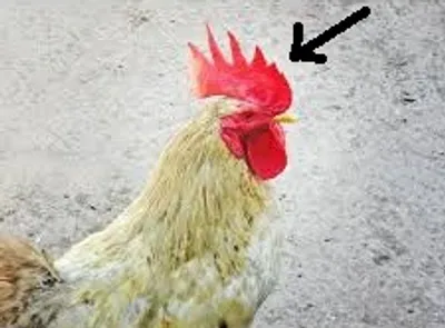 Illustration crest - Image 2