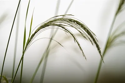 Illustration weak - Image 1