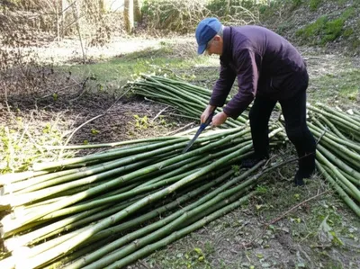 Illustration verd - Image 1