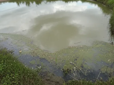 Illustration soles - Image 1