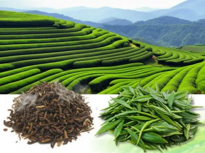 Illustration chinas - Image 1