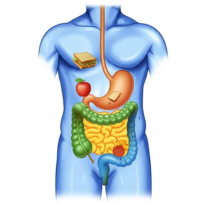 Illustration digestive - Image 1