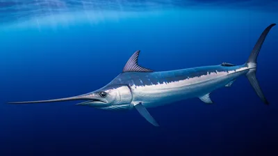 Illustration swordfish - Image 1