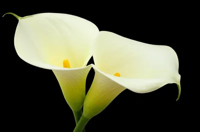 Illustration sexually