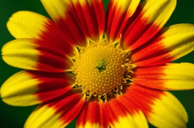 Illustration emasculated - Image 1