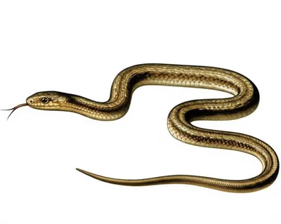 Illustration snake