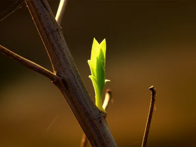 Illustration rekindled - Image 1